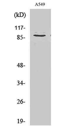Cleaved-COL3A1 (G1221) rabbit pAb - image 1