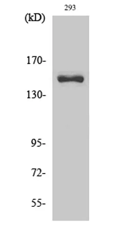 Cleaved-COL4A3 (L1425) rabbit pAb - image 1