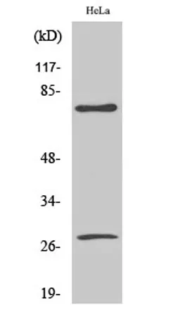 Cleaved-Lamin A (D230) rabbit pAb