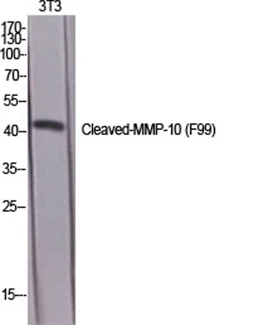 Cleaved-MMP-10 (F99) rabbit pAb - image 1