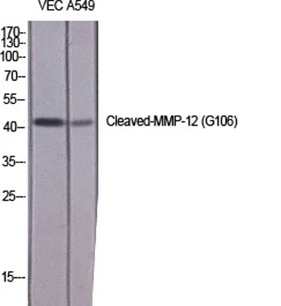 Cleaved-MMP-12 (G106) rabbit pAb - image 1