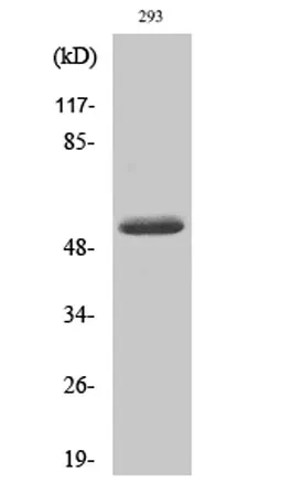 Cleaved-MMP-14 (Y112) rabbit pAb - image 1