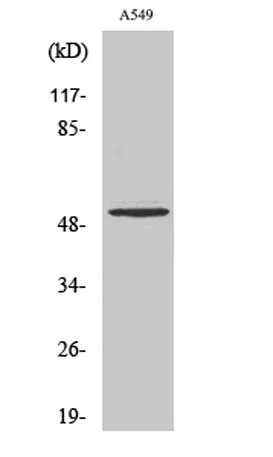 Cleaved-MMP-17 (Q129) rabbit pAb - image 1