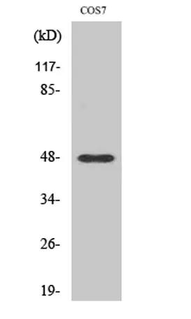 Cleaved-MMP-27 (Y99) rabbit pAb - image 1