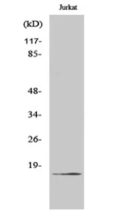 Cleaved-Factor VII LC (R212) rabbit pAb - image 1