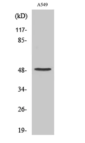 Cleaved-Factor X/ Factor X LC (A41) rabbit pAb - image 1