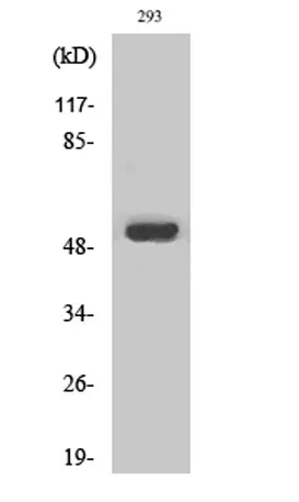 MMP-1 rabbit pAb - image 1