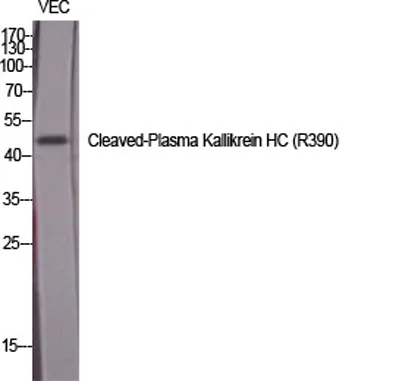 Cleaved-Plasma Kallikrein HC (R390) rabbit pAb - image 1