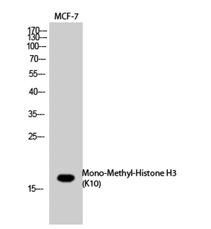Histone H3 (Mono Methyl Lys10) rabbit pAb - image 1