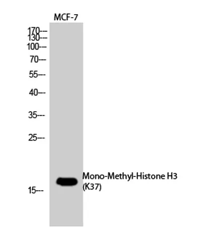 Histone H3 (Mono Methyl Lys37) rabbit pAb - image 1
