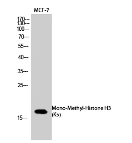Histone H3 (Mono Methyl Lys5) rabbit pAb - image 1
