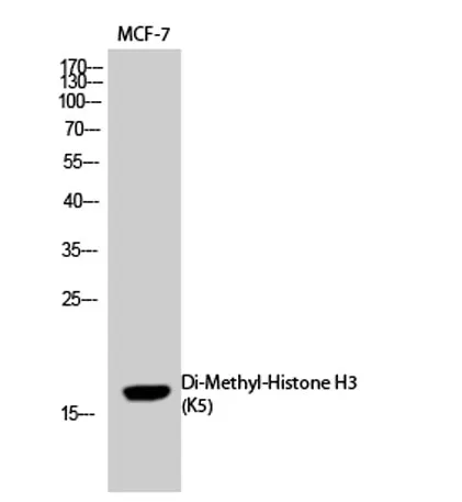 Histone H3 (Di Methyl Lys5) rabbit pAb - image 1