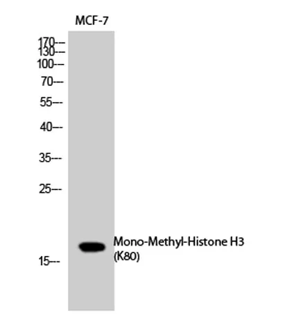 Histone H3 (Mono Methyl Lys80) rabbit pAb - image 1