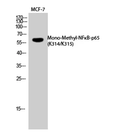 NFκB-p65 (Mono Methyl Lys314/Lys315) rabbit pAb - image 1