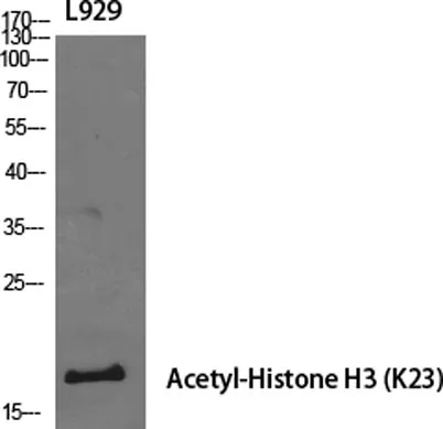 Histone H3 (Acetyl Lys23) rabbit pAb - image 1