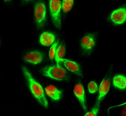 Histone H4 (Acetyl Lys5) rabbit pAb - image 1