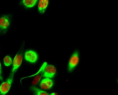 Histone H4 (Acetyl Lys8) rabbit pAb - image 1