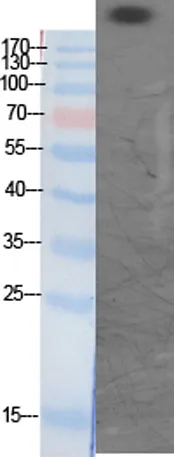 CBP (Acetyl Lys1535) rabbit pAb