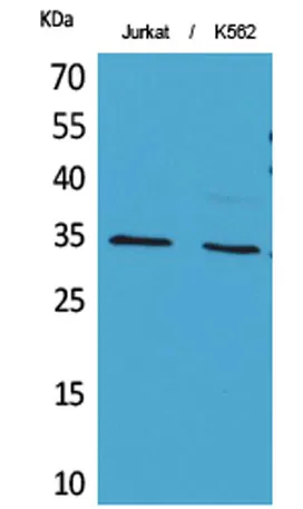 Ref-1 (Acetyl Lys7) rabbit pAb - image 1