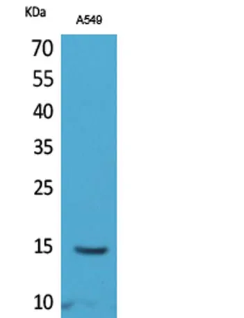 Histone H2B (Acetyl Lys126) rabbit pAb - image 1