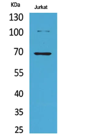 Ku-70 (Acetyl Lys542) rabbit pAb - image 1