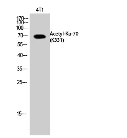 Ku-70 (Acetyl Lys331) rabbit pAb - image 1