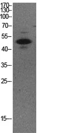 p53 (Acetyl Lys373) rabbit pAb