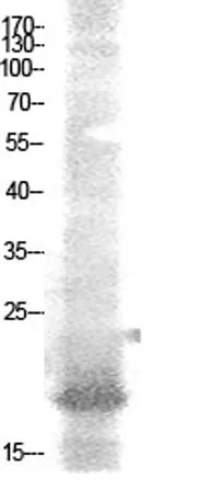 NF-E4 (Acetyl Lys43) rabbit pAb - image 1