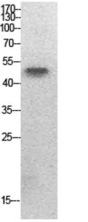 PTEN (Acetyl Lys402) rabbit pAb - image 1