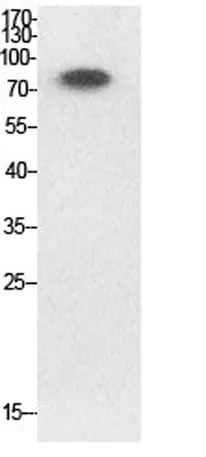Ub (Acetyl Lys33) rabbit pAb