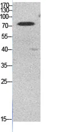 Ub (Acetyl Lys48) rabbit pAb