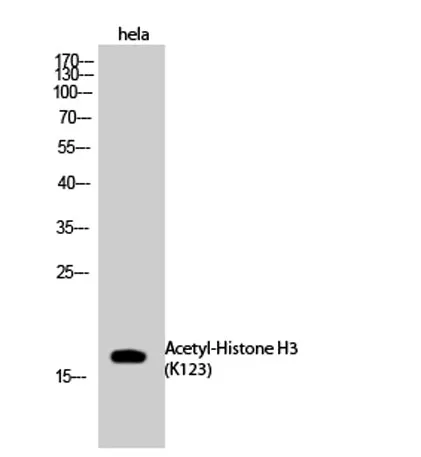 Histone H3 (Acetyl Lys123) rabbit pAb - image 1