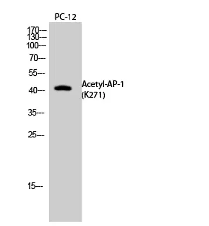 AP-1 (Acetyl Lys271) rabbit pAb - image 1