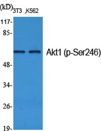 Akt1 (phospho Ser246) rabbit pAb - image 1