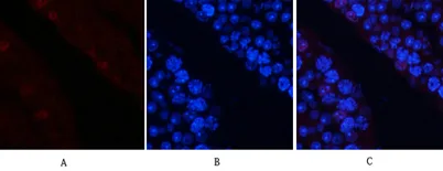 AP-1 (phospho Ser63) rabbit pAb - image 1