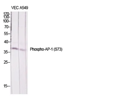 AP-1/Jun D (phospho Ser73/100) rabbit pAb - image 1