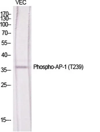 AP-1 (phospho Thr239) rabbit pAb - image 1