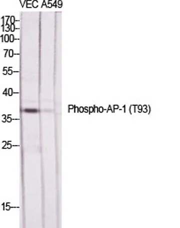 AP-1 (phospho Thr93) rabbit pAb - image 1