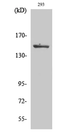 ASK 1 (phospho Ser966) rabbit pAb - image 1