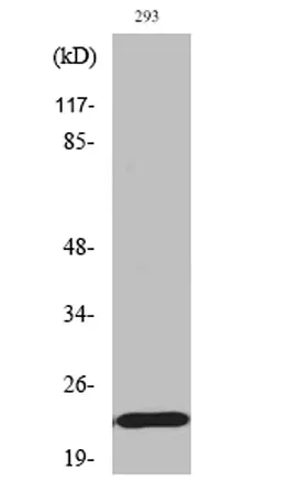 Bad (phospho Ser155) rabbit pAb - image 1