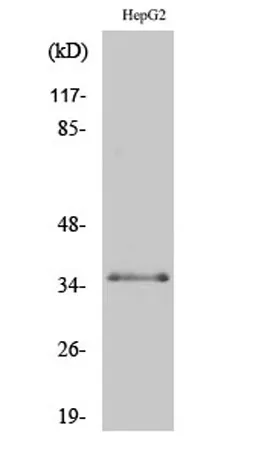 C/EBP β (phospho Thr235) rabbit pAb - image 1