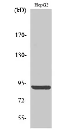Calnexin (phospho Ser583) rabbit pAb - image 1