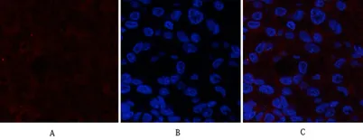 Catenin-β (phospho Ser37) rabbit pAb
