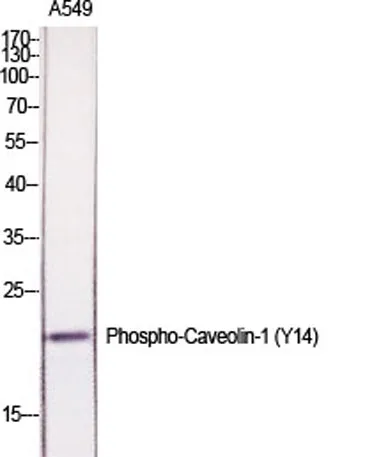 Caveolin-1 (phospho Tyr14) rabbit pAb - image 1