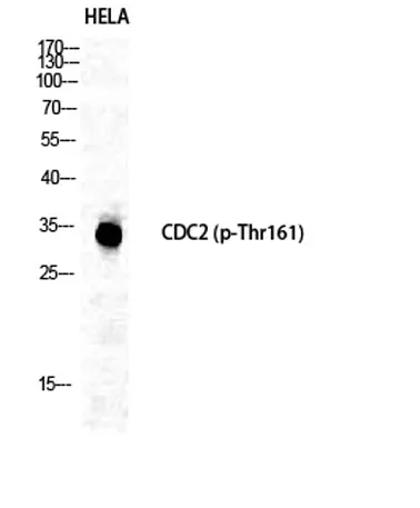 Cdc2 (phospho Thr161) rabbit pAb - image 1