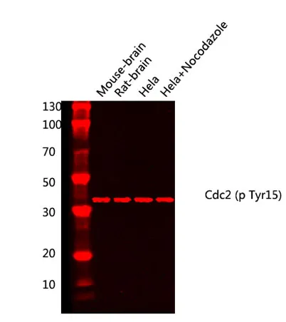Cdc2 (phospho Tyr15) rabbit pAb - image 1