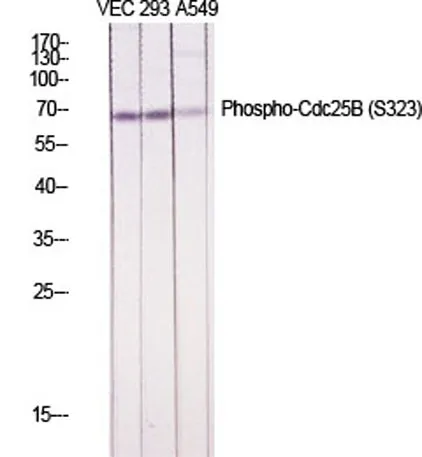 Cdc25B (phospho Ser323) rabbit pAb - image 1