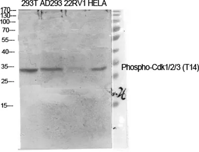 Cdk1/2/3 (phospho Thr14) rabbit pAb - image 1