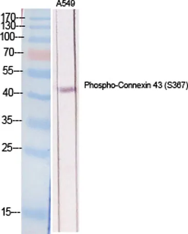 Connexin 43 (phospho Ser368) rabbit pAb