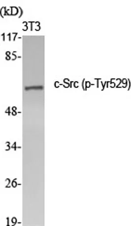 c-Src (phospho Tyr529) rabbit pAb - image 1